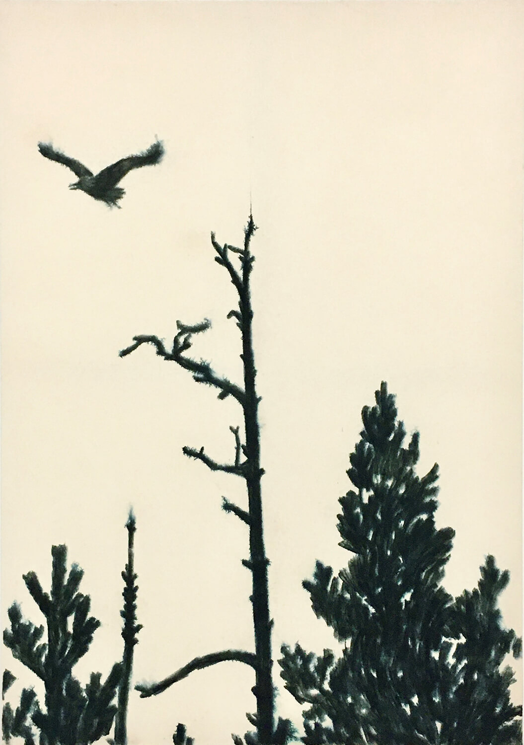 DM_Black Bird_2024_web